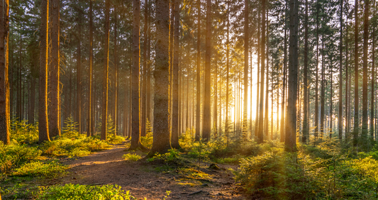 If a tree falls and no one is around…