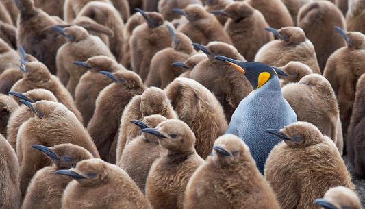Do you want to lead – or follow?