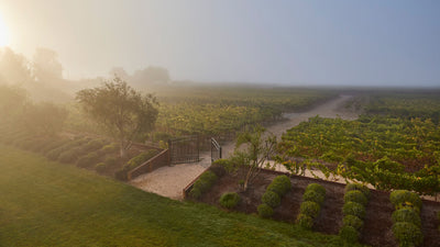 Executive Roundtable Sonoma Preview #3
